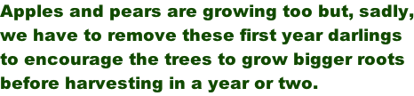 Apples and pears are growing too but, sadly, we have to remove these first year darlings to encourage the trees to grow bigger roots before harvesting in a year or two.